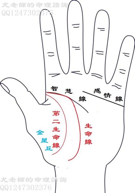 生命線分兩條|生命線圖解